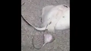 Stingray Gives Birth on Beach