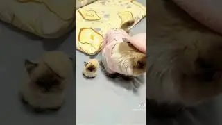 Syamimi syamimi kawaii cat