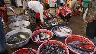 Early Morning Fish Market at Prek Phnov BRIDGE - Walk Around Fish Market in The Morning @Prek Phnov