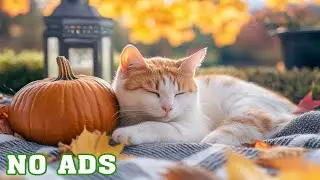 12 Hours Of Relaxing Sleep Music for Cats 🐈 Cat Calming Music 💤 Reduce Stress & Anxiety | No Ads