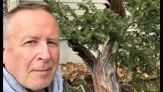 Bruce Baker Carving Deadwood on Goliath: a 100 Year Old Yew Bonsai