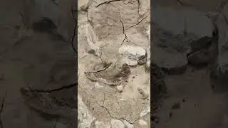 #spider under da rock 2