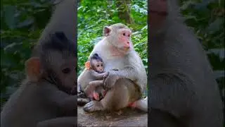 Mom monkey Piper is so hungry she is taking care of the baby very well.