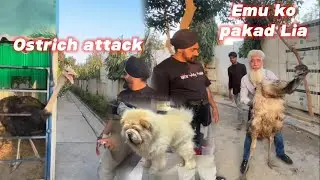 Ostrich ne attack kar Diya😳mini zoo Mai aagaye😍