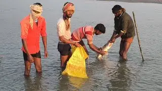 रात को एक बड़ा जाल नदी में डाला और सुबह पूरा नाव मछलियों से भर गया #viralvideo  #fishandfishing7 