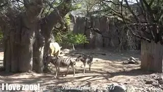 Philadelphia Zoo White Rhino is Dominant Over Zebras