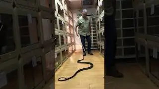 Will The Black Mamba Chase Him?