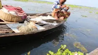 Snake Head Fish Catching From Bill by Using Fish Hook Chain। Best Hook Fishing Video Part 7