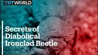 Scientists unlock secrets of Diabolical Ironclad Beetle