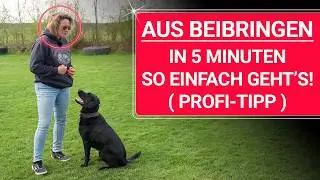 💥🐶 Hund AUS beibringen 👉 Der geheime Profi-Tipp, der wirklich hilft!  🐶💥✔️