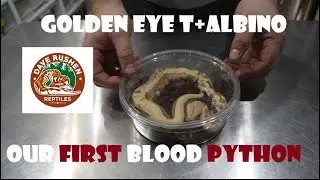 Питон породы Blood Python, приобретенный в Dave Rushen Reptiles - золотистый глаз, альбинос (T+).