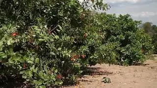 TANGAZO LA MINADA YA KOROSHO GHAFI KWA MSIMU WA MWAKA 2022/23