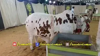 Jamal Cattle Farm VIP TENT VISIT - Cow Mandi 2018 - Cow Mandi 021 - sgcmk - VIP TENT 2018