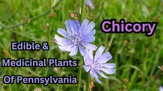 Chicory ~ Edible & Medicinal Plants of Pennsylvania