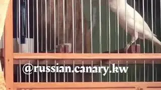 @russian.canary.kw