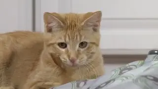 Mystery Motion Cat Toy (DrsFosterSmith)