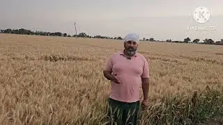 सबसे अधिक पैदावार देने वाली कम समय क़ी गेहूँ क़ी किसम HD2851व उसका सुधरा रूप HD3484