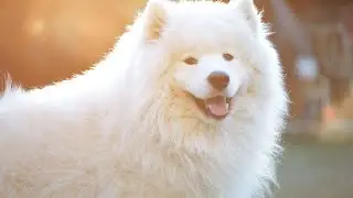 How to Create the Perfect Sleep Environment for Your Samoyed