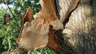 Leave That Stub (why the one third rule for pruning is complete nonsense)