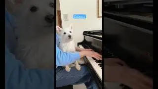 Bradford loves Debussy 🩵 #classicalmusic #piano #soothing #dogsofyoutube #pianomusic