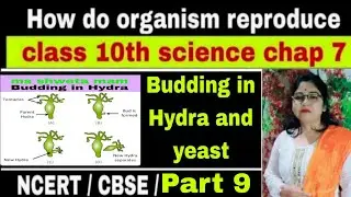 Budding in Hydra,yeast|science class 10| chap 7 reproduction #youtubevideo #viralvideo #msshwetamam