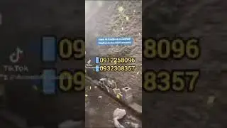 Mana gatiin rakaasaati itti dhiyaadhaa.0912258096/0916837474