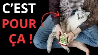 Votre chat choisit de s&rsquo;asseoir pr&egrave;s de vous, pas sur vous &mdash; voici pourquoi