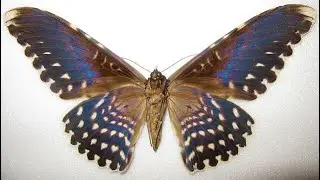 Monster Moths! The 3 Biggest Moths In The World