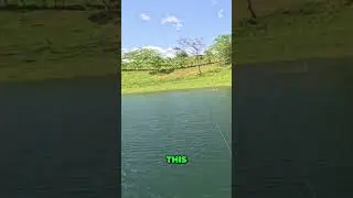 Fishing for Rainbow Bass: Lure Techniques & Tips