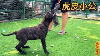 加纳利虎皮小公