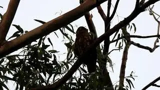 Brown hawk-Owl (Ninox scutulata)- calling video by NIKON P-900