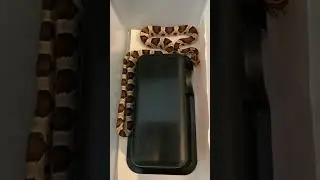 Extreme okeetee cornsnake