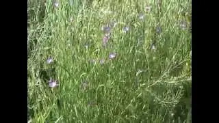 Agrostemma githago koukol poln&iacute;