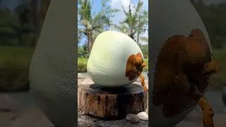 Amazing Elegance Coconut Cut