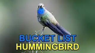 Я наконец-то увидел эту американскую колибри в Мексике!
