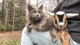 Cat loves baby goat