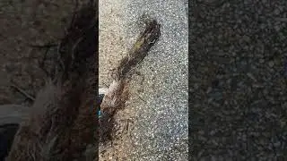 Clearing a blocked drain.