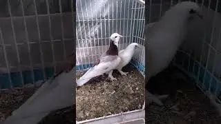 merpati blontang jembros giring perdana