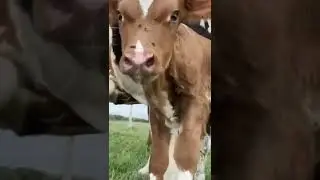 Beautiful Calf.Beautiful Cow Baby Video.#calf#cow#animal #animals_planet #animal_lover#shorts