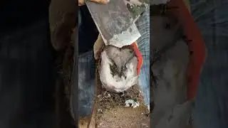 Great hoof trimming video extremely comfortable丨ASMR丨Donkey hoof cutting sound