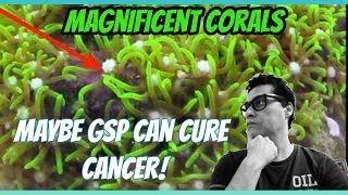 GREEN STAR POLYPS, Calivularia Viridis, o coral que pode ter a cura do cancer! | Corais Magn&iacute;ficos