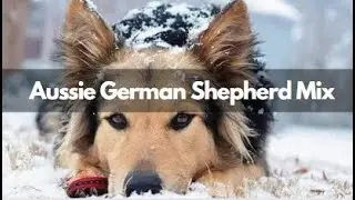 Endmost Guide Aussie German Shepherd Mix | GSD Mix