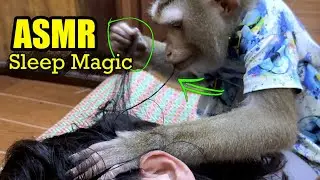 Soothing Monkey Grooming ASMR | Calming Sounds For Deep Sleep