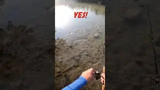 🥇First Northern Hogsucker 🎣