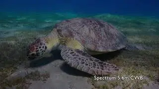 Panasonic GH5 Underwater Colour Filters Comparisons