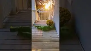 Trick-or-Treat Fail #HalloweenFun