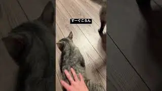 【猫動画】留守番がんばった双子猫 #ねこ #猫 #cat