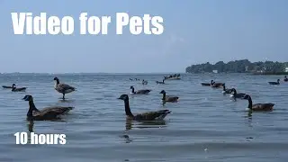 Saturday Morning Cartoons for Pets - 10 Hour Water Birds Edition - Cat TV - Sept 14, 2024