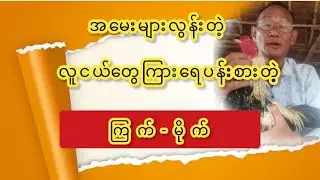 တက်သစ်စဝါသနာရှင်ပေါက်စလေးတို့အတွက် အမေးများတဲ့ ကြက် မို—က် #မြန်မာ့တိုက်ကြက် #rooster #ဦးဗိုလ်သောင်း