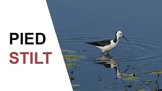 Australian Birds. Pied Stilts ( formerly Black-necked Stilt ) feeding on their long pink legs.